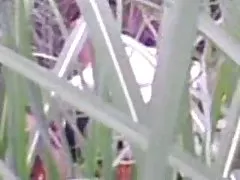 Азиатски свирене... RDL